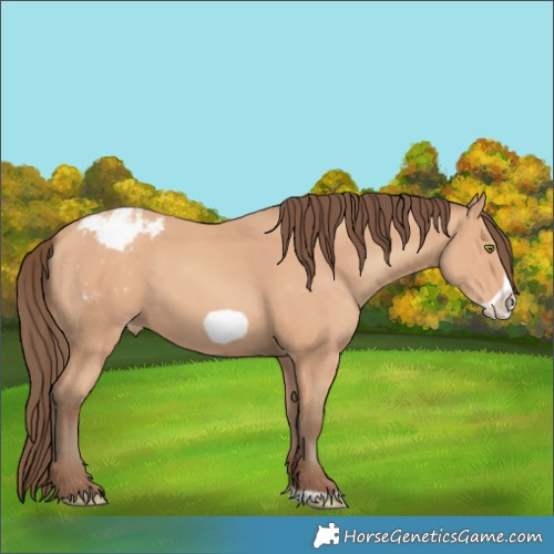 Horse Color:Amber Champagne Frame Appaloosa