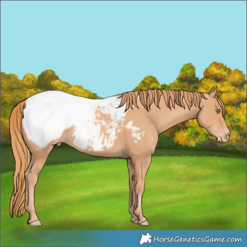 Horse Color:Gold Champagne Appaloosa