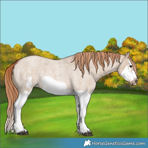 Horse Color:Red Dun Roan Splash Frame Rabicano 