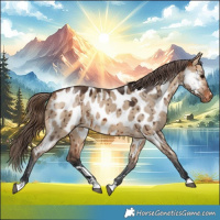 Horse Color:Bay Dun Appaloosa Brindle 