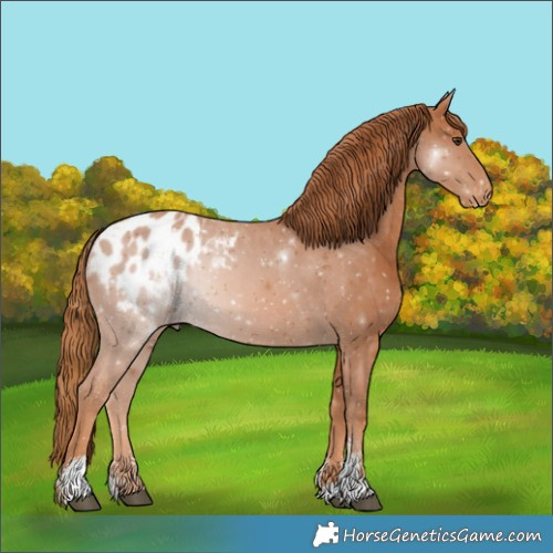 Horse Color:Chestnut Sabino Blanket 