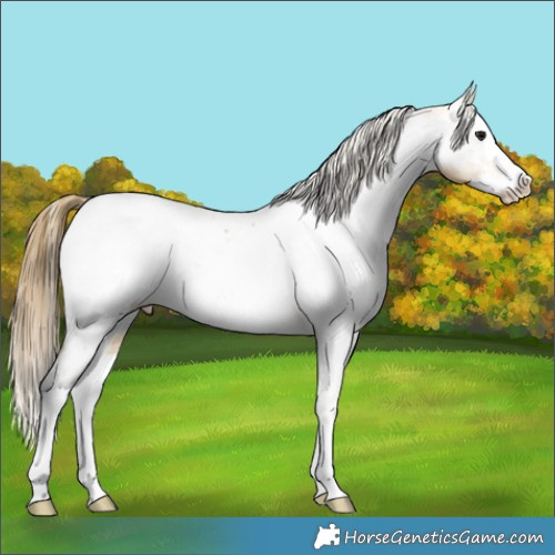 Horse Color:Buckskin Splash Near Fewspot 