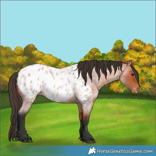 Horse Color:Bay Roan Appaloosa 