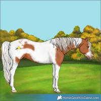 Horse Color:Silver Bay Tobiano Frame 