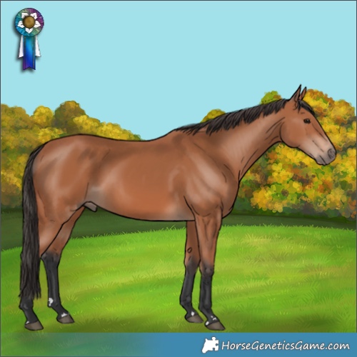 Horse Color:Bay 