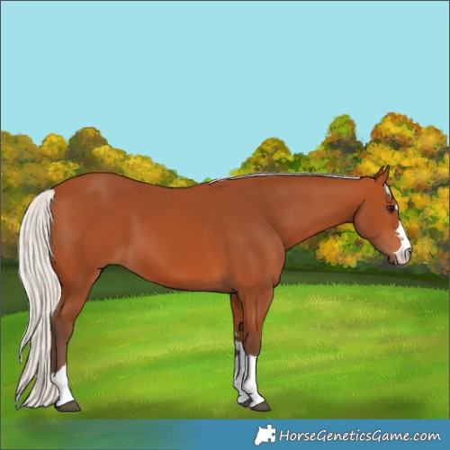 Horse Color:Silver Bay 