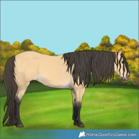 Horse Color:Buckskin 