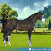 Horse Color:Buckskin Sabino