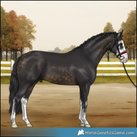 Horse Color:Buckskin Sabino 