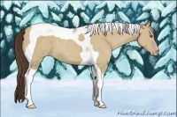 Horse Color:Classic Cream Champagne Dun Tobiano 