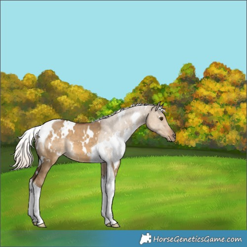 Horse Color:White Spotted Chocolate Palomino Dun Tobiano 