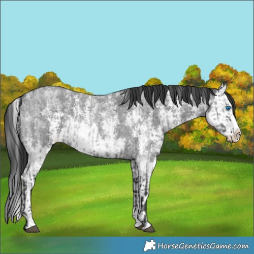 Horse Color:Blue Roan Sabino Splash  and Blue Roan Sabino Splash 