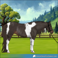 Horse Color:Liver Chestnut Tobiano Rabicano 