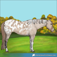 Horse Color:Liver Red Dun Tobiano Appaloosa 