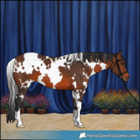 Horse Color:White Spotted Brown 
