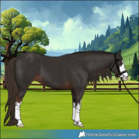 Horse Color:White Spotted Liver Chestnut 