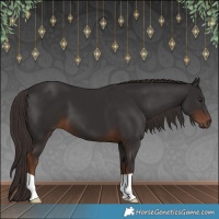 Horse Color:Liver Chestnut 
