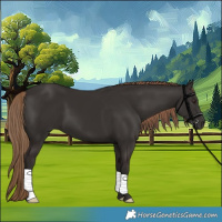 Horse Color:Liver Chestnut 