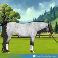 Horse Color:Liver Red Roan 