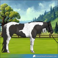 Horse Color:Liver Chestnut Tobiano 