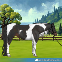 Horse Color:Liver Chestnut Tobiano 