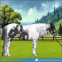 Horse Color:White Spotted Black Tobiano 