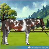 Horse Color:White Spotted Brown Tobiano 