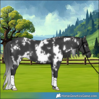 Horse Color:White Spotted Black 