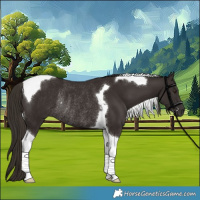 Horse Color:Liver Chestnut Tobiano Rabicano 