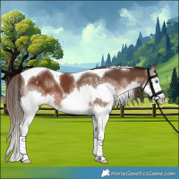 Horse Color:Liver Chestnut Splash Tobiano 