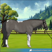 Horse Color:Grullo Tobiano Rabicano 