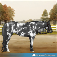 Horse Color:White Spotted Black 