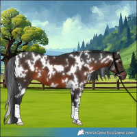 Horse Color:White Spotted Brown 