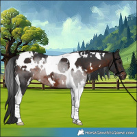 Horse Color:White Spotted Brown Tobiano