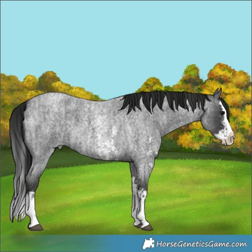 Horse Color:Blue Roan Sabino Splash  and Gray Blue Roan Sabino Splash 