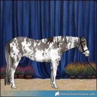 Horse Color:White Spotted Liver Chestnut Sabino Rabicano 
