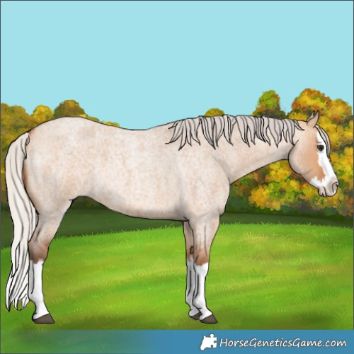 Horse Color:Silver Bay Roan Dun Splash Rabicano 