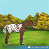Horse Color:Silver Bay Appaloosa Rabicano 