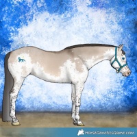 Horse Color:White Spotted Brown Dun Splash 