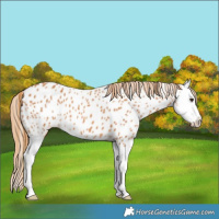 Horse Color:Chestnut Splash Near Leopard 
