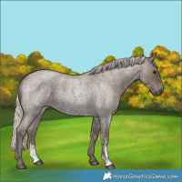 Horse Color:Silver Blue Roan Sabino 
