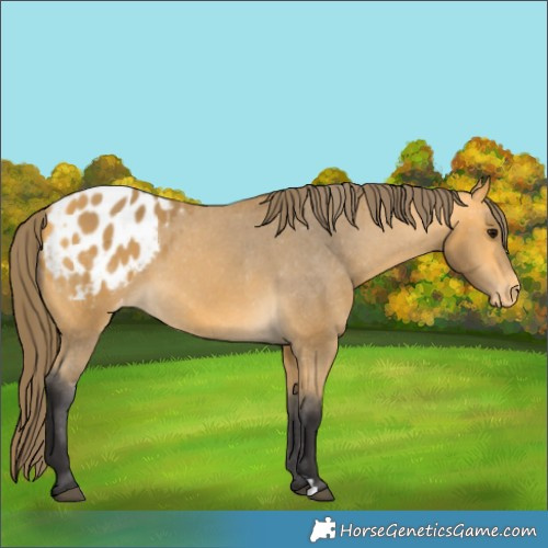 Horse Color:Buckskin Appaloosa 