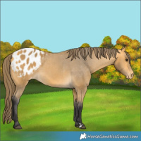 Horse Color:Buckskin Blanket 