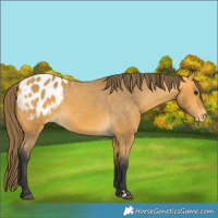 Horse Color:Buckskin Appaloosa 