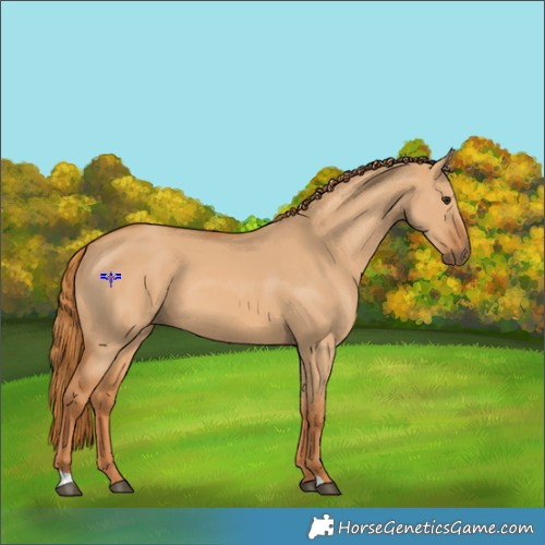 Horse Color:Red Dun 