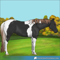 Horse Color:Liver Chestnut Tobiano 