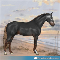 Horse Color:Gray Liver Chestnut 