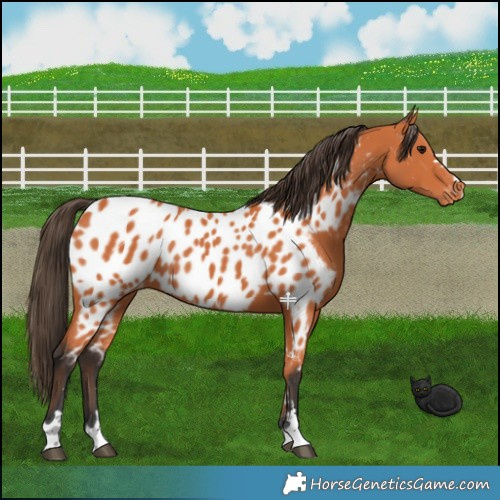 Horse Color:Bay Near Leopard 
