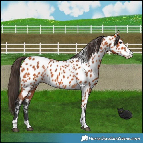 Horse Color:Bay Near Leopard 
