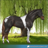 Horse Color:Liver Chestnut Tobiano